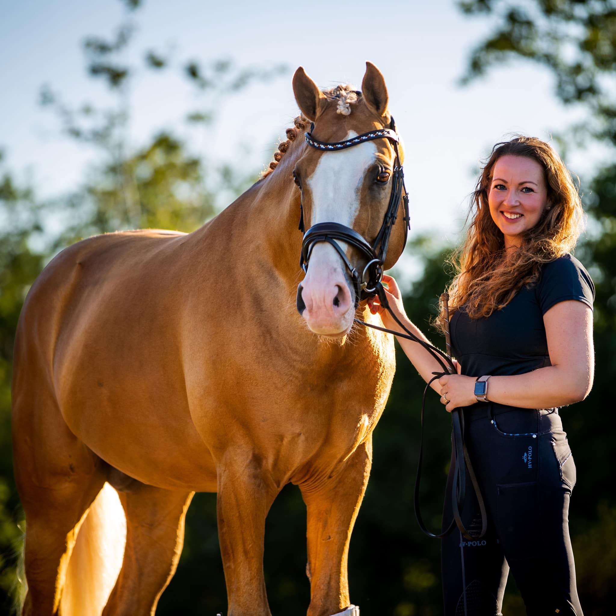 Palomino Sport Horse Stallion